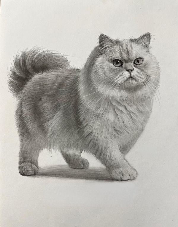 Custom pencil portrait of Betty, a Black Labrador, created as a special gift, showcasing her gentle expression.