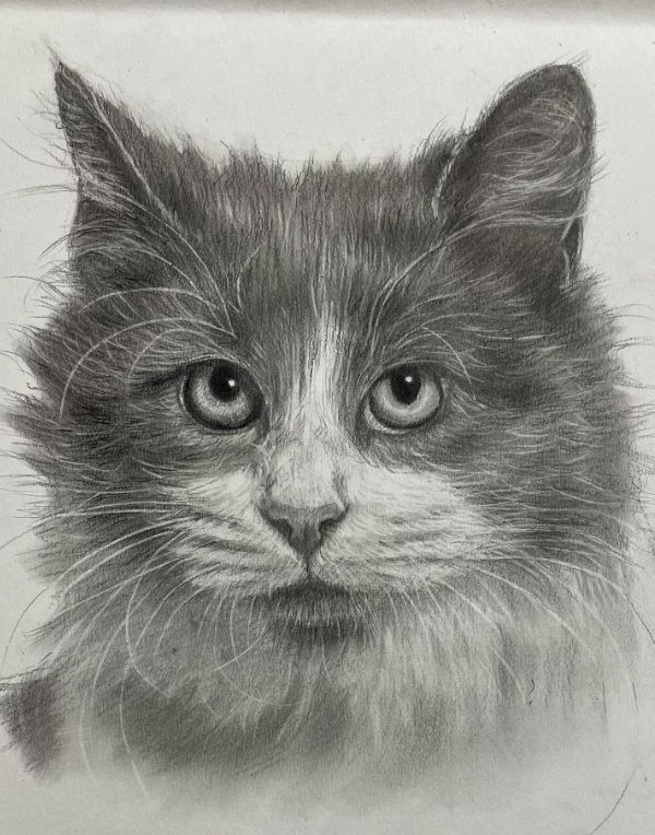 Custom pencil drawing of Meg, a beloved family cat, capturing her gentle expression.
