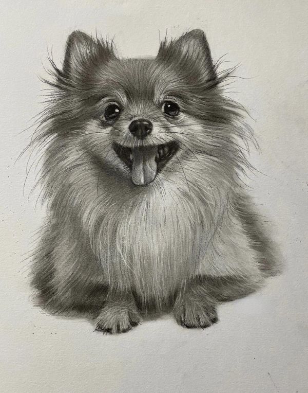 Classic pencil portrait of Dexter the Golden Retriever, hand-drawn from a photo, showing his warm expression.