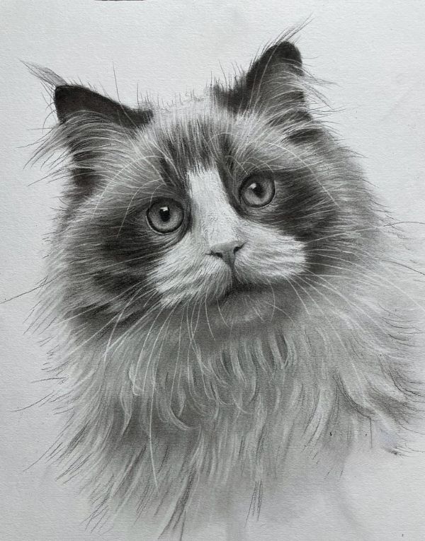 Full-body pencil drawing of Emrik, a Black Labrador, showcasing his full stance.