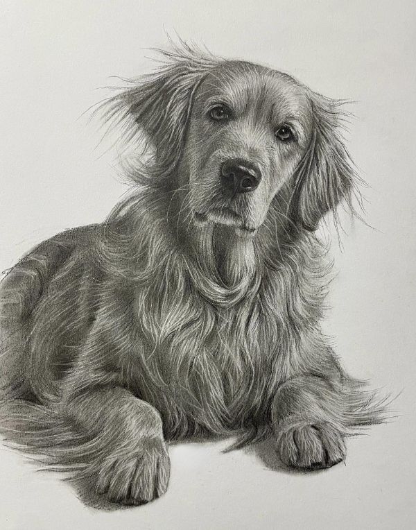 Golden Cockerpoo pencil portrait of Obi, hand-drawn in graphite by UK pet artist Gabby. The portrait captures Obi's friendly expression.