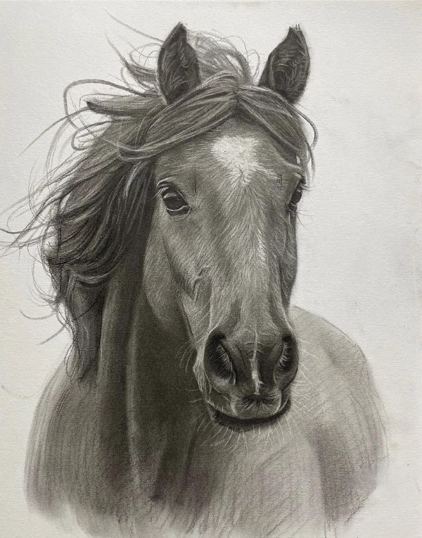 Pencil drawing of Swiffer the cat, capturing his feline grace.