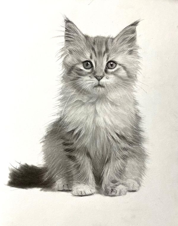 Pencil portrait of Kirby, a Retriever, capturing his loyal expression.