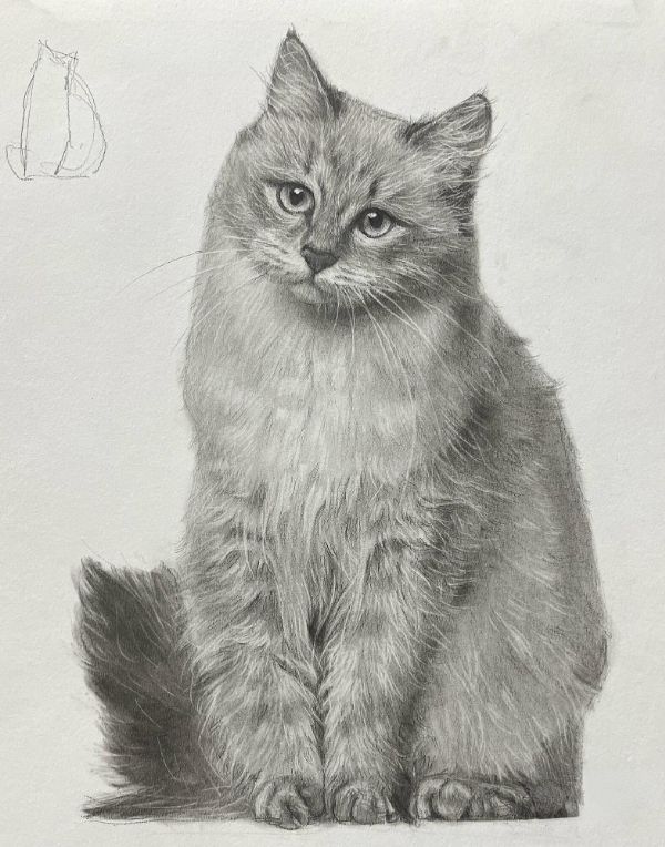 Pencil drawing of Stormy, a Staffy, showcasing her strong features.