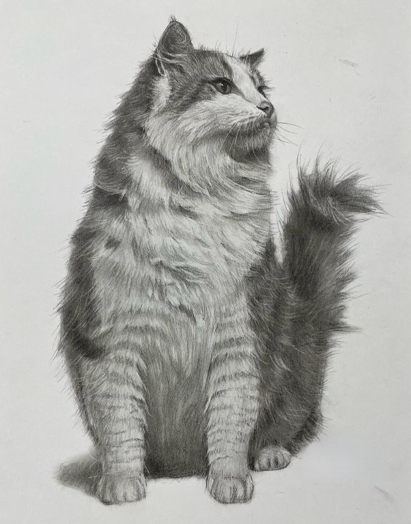 Pencil portrait of Milo, a Boxer, showcasing his distinctive features.