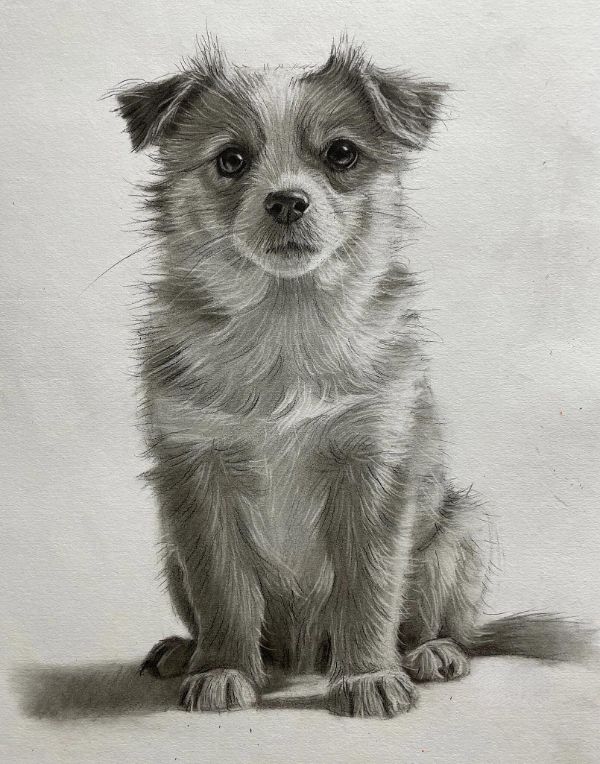 Realistic pencil portrait of Widgeon the Cocker Spaniel, hand-drawn by UK artist Gabby, showing the dog's detailed fur.