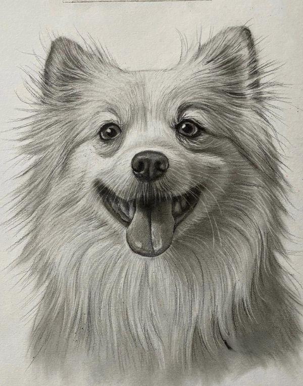 Full-body pencil portrait of Mollie the Cocker Spaniel, drawn by Gabby, showing her elegant pose.