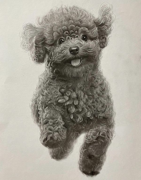 Detailed head study pencil portrait of Padfoot the Newfoundland, drawn by Gabby, capturing his gentle expression.