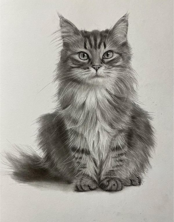 Classic pencil portrait of Sam the Golden Retriever, hand-drawn by Gabby from a favourite photo, showing his expressive eyes.