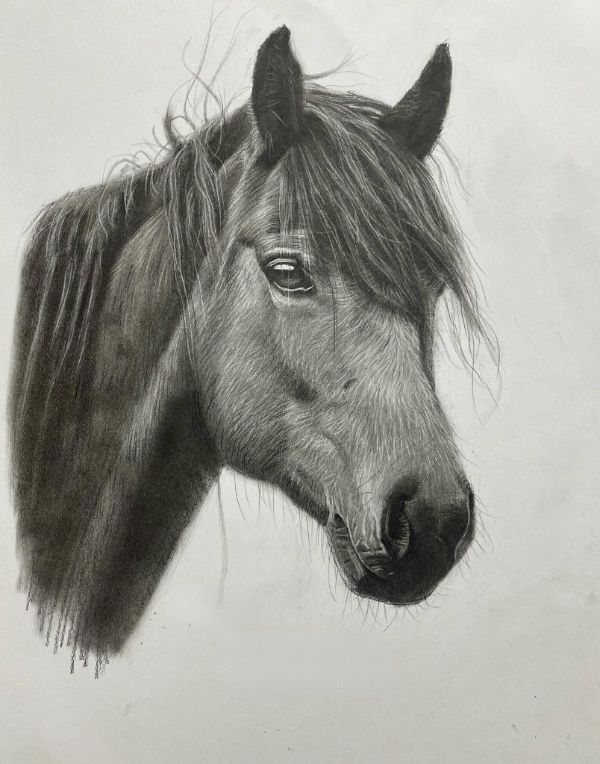 Pencil portrait of Leon the French Bulldog, drawn by Gabby, capturing his unique features.