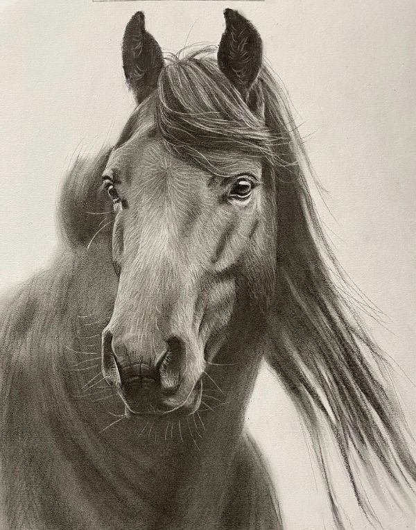 Side profile pencil portrait of Ted, a Black Labrador, hand-drawn by Gabby.